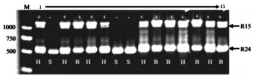 2026年东三省高三第一次联合模拟考试生物学试卷 第10张