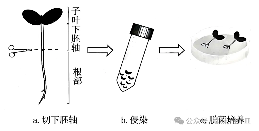 2026届大湾区普通高中毕业年级联合模拟考试(一)生物学试题和答案 ⊙ 第3张