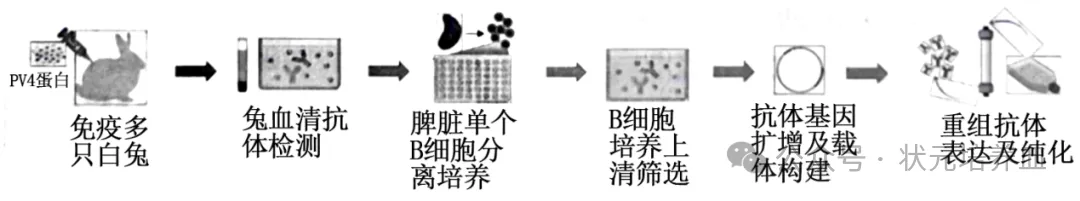 2026届大湾区普通高中毕业年级联合模拟考试(一)生物学试题和答案 ⊙ 第4张