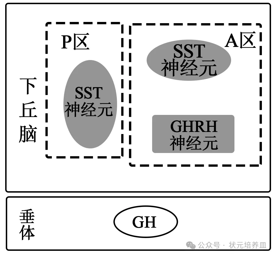 2026届大湾区普通高中毕业年级联合模拟考试(一)生物学试题和答案 ⊙ 第9张