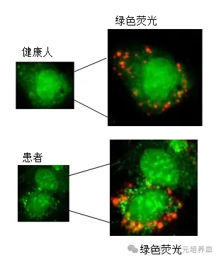 2026届大湾区普通高中毕业年级联合模拟考试(一)生物学试题和答案 ⊙ 第11张