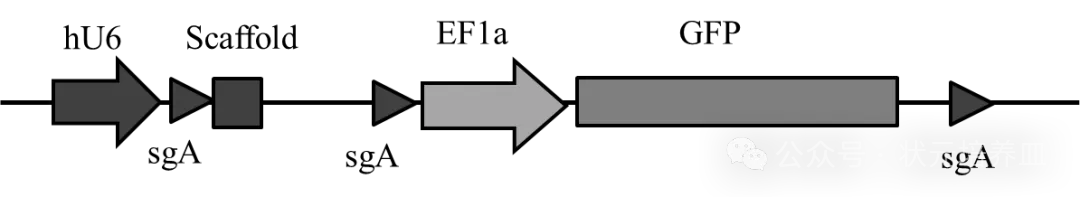 2026届大湾区普通高中毕业年级联合模拟考试(一)生物学试题和答案 ⊙ 第15张