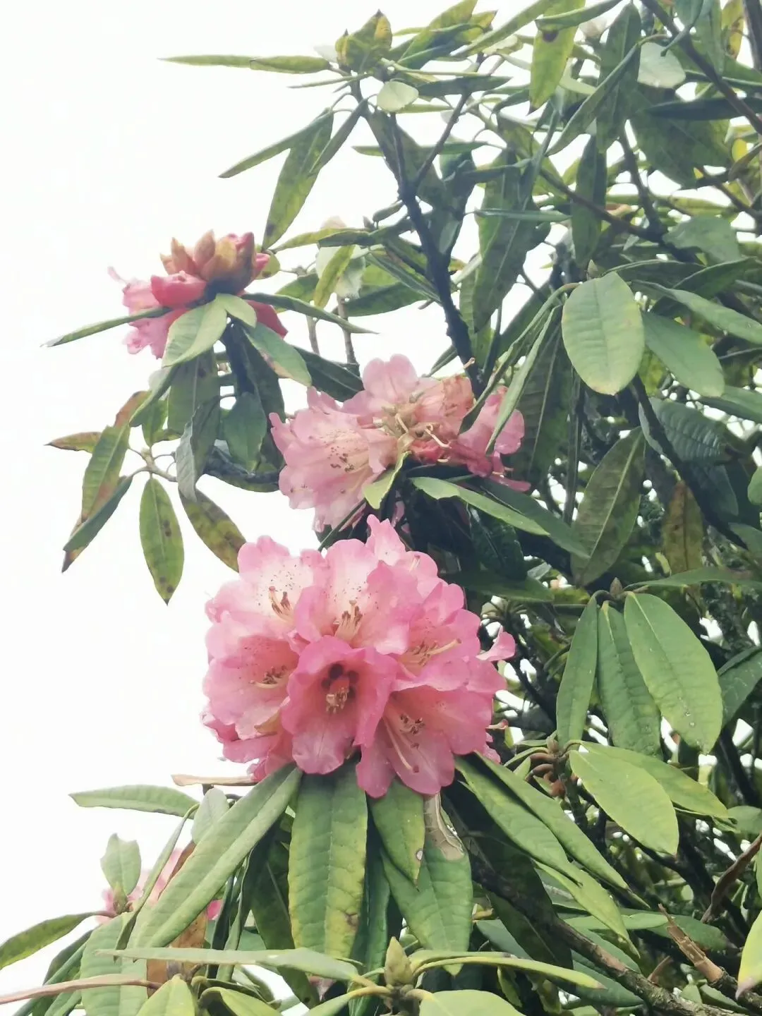 (中考提分·电学母题)电学不会?这8道母题,考试反复考! 第1张