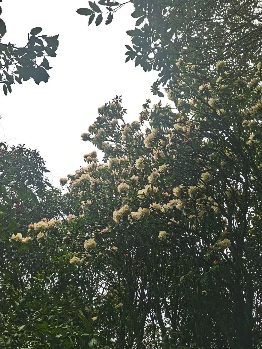 (中考提分·电学母题)电学不会?这8道母题,考试反复考! 第2张