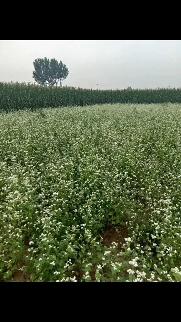 一场没有试卷的考试 第1张