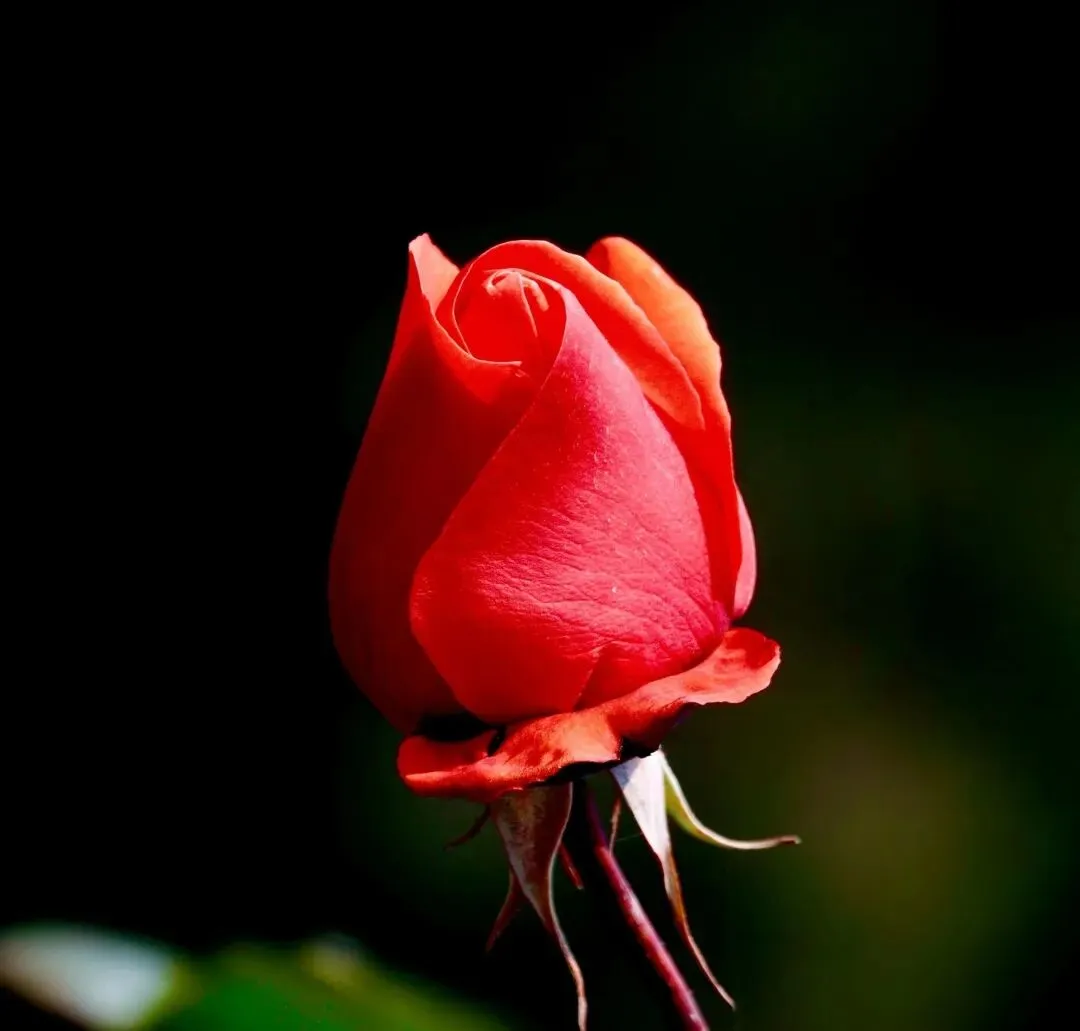 2018-2025高考真题派生合成词汇总(精编) 第1张