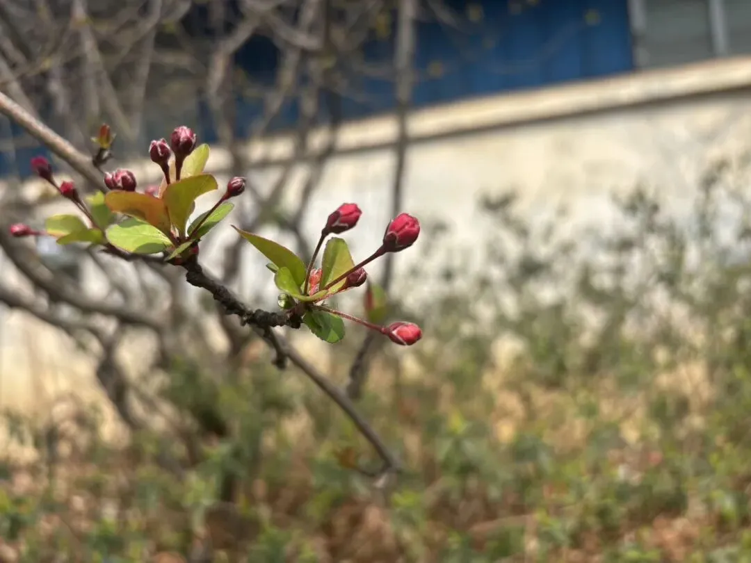 女儿中考倒计时98天—中考正式报名啦 第2张