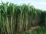 山东省济南市2026届高三第一次模拟考试地理试题 第12张