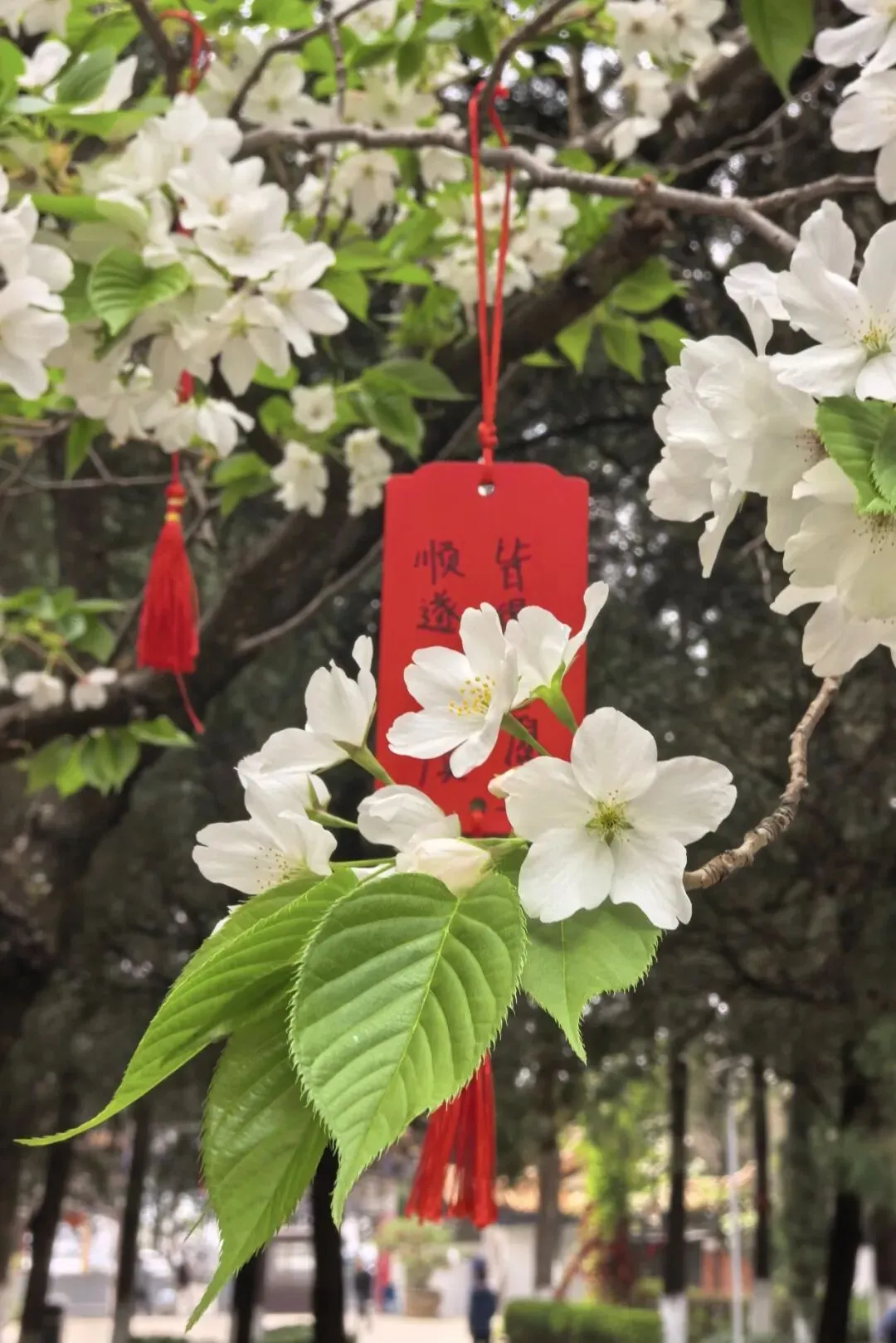 【一剪梅专栏·命题研究】一份好的中考语文模拟题标准是什么(第3112-1期) 第20张