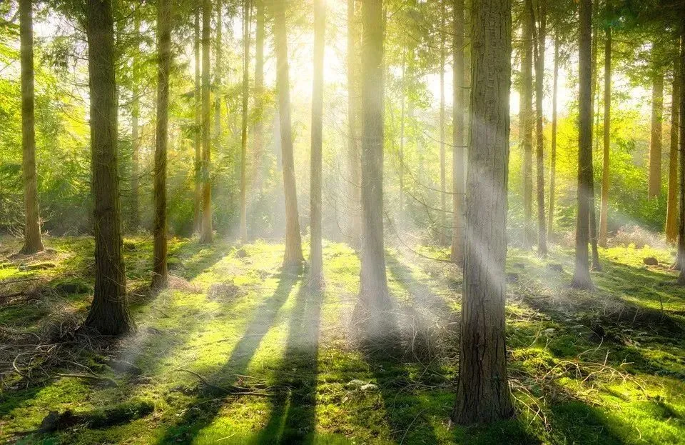 2026中考作文预测及范文:落在生命里的光 第2张