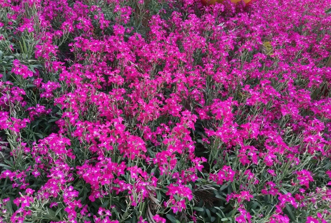 中考英语: 语法填空真题一练 第1张