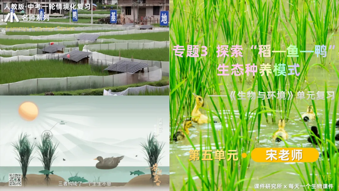 中考复习课件《生物与环境》细讲“稻-鱼-鸭”生态种养模式,还有学历案资料哦~丨名师系列 第2张
