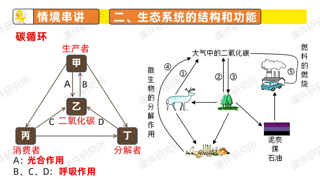 中考复习课件《生物与环境》细讲“稻-鱼-鸭”生态种养模式,还有学历案资料哦~丨名师系列 第28张