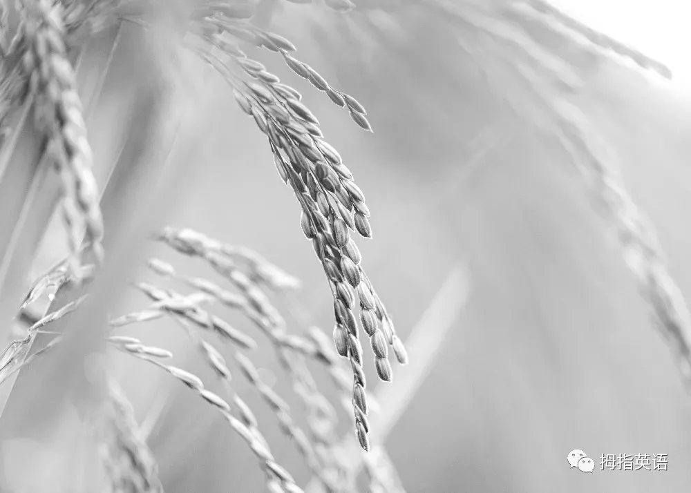 【全】2025年上海16区中考英语二模试卷&语法&听力&题型汇编 第1张