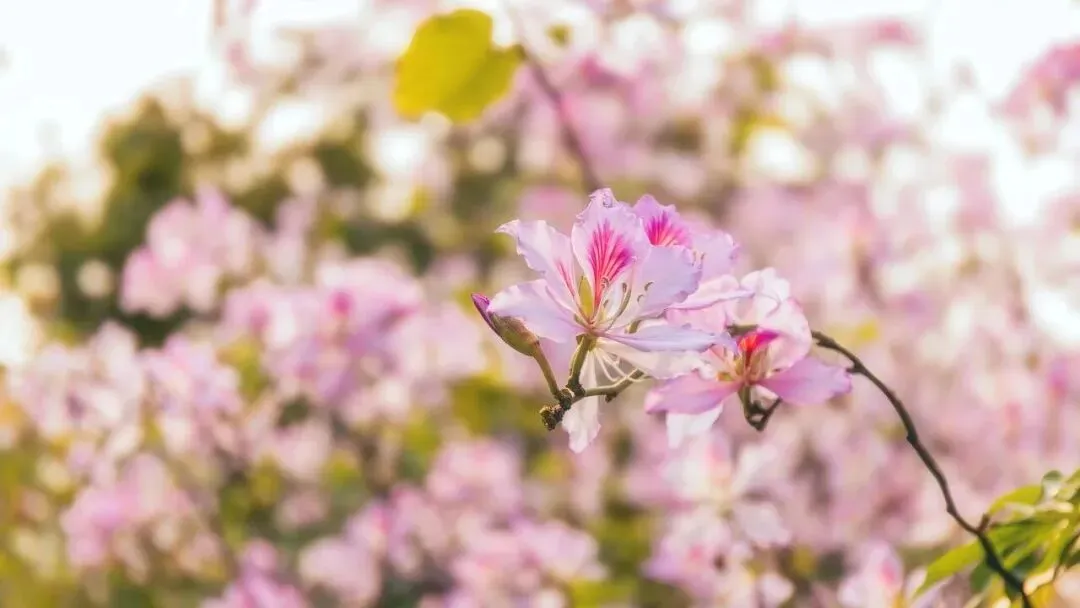 中考作文稳分+提分实操范本|3篇范文=3种高频立意,直接套用不撞文 第1张