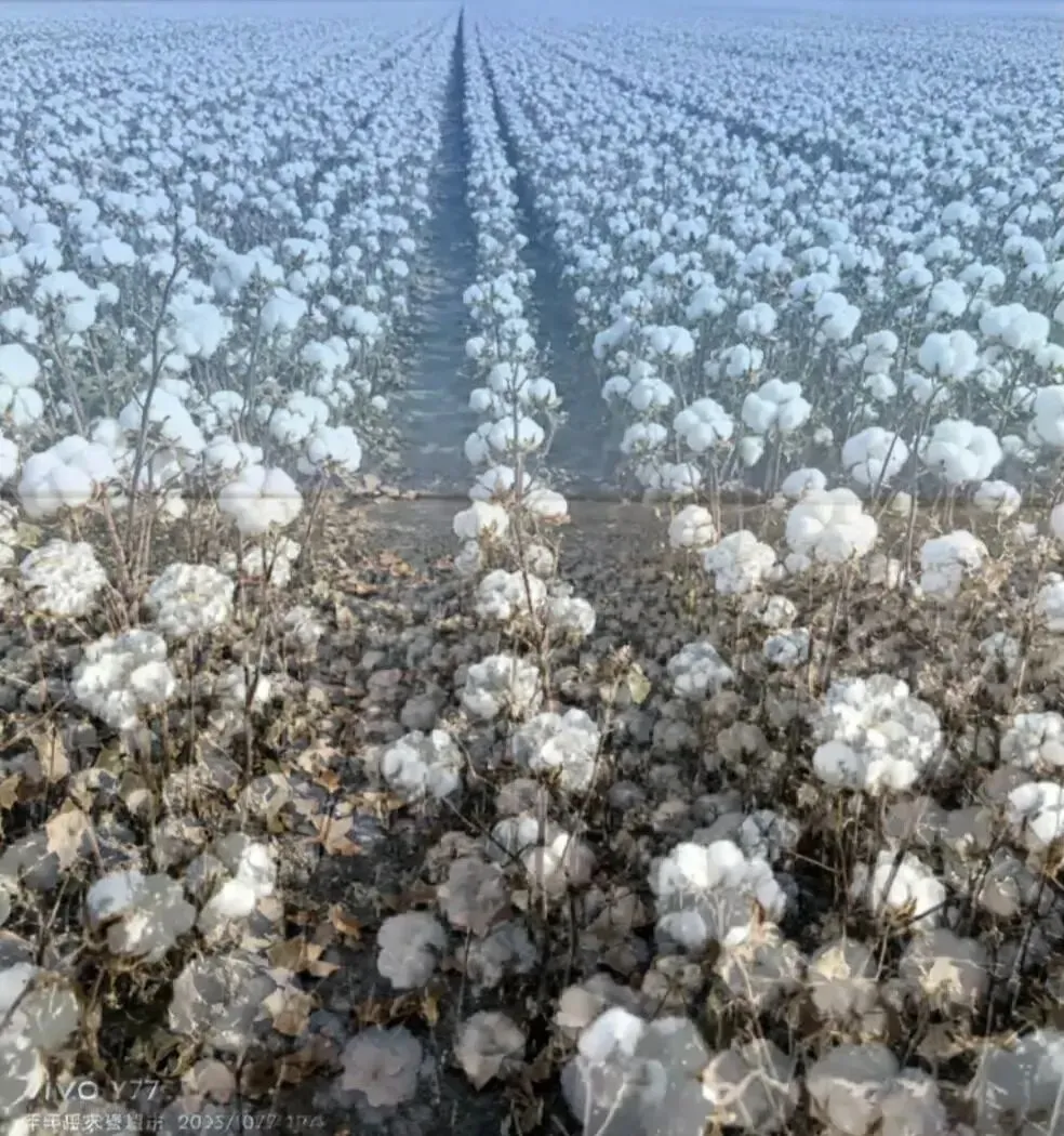 中考阅读/《海一样的棉田里,我像只船》 第2张