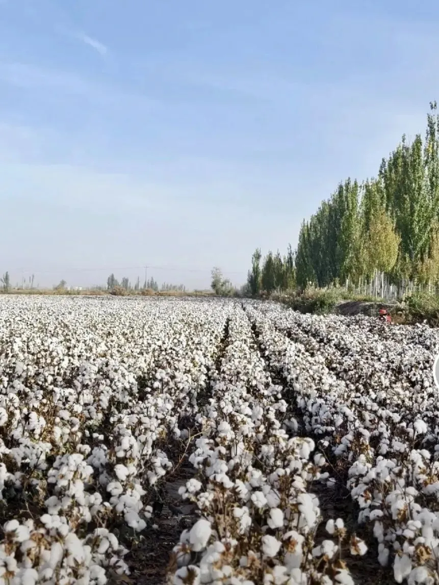 中考阅读/《海一样的棉田里,我像只船》 第3张