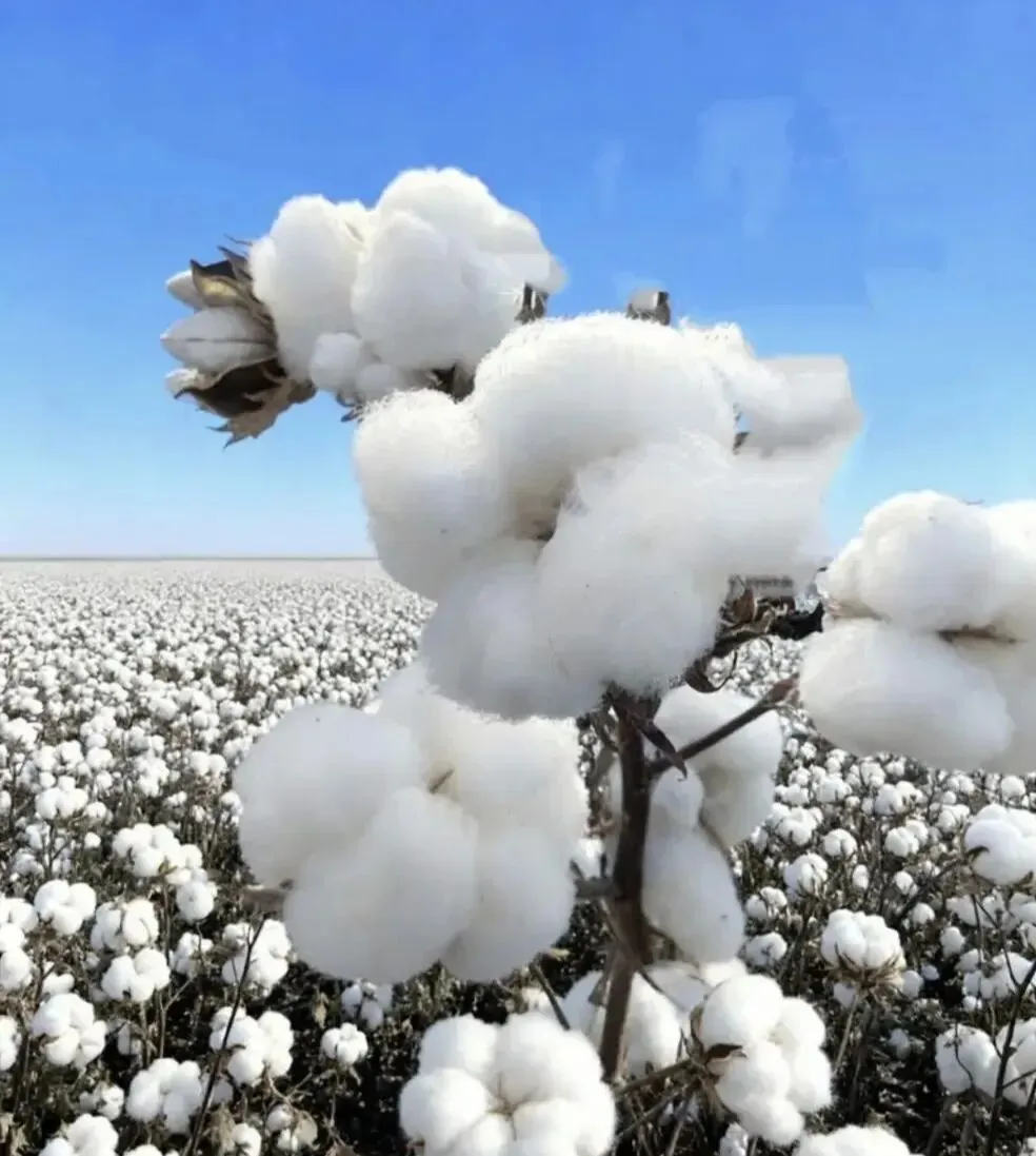 中考阅读/《海一样的棉田里,我像只船》 第4张