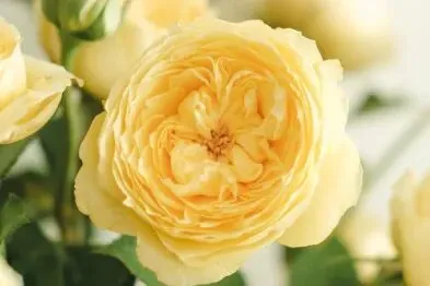 中考古诗词“地毯式”背诵攻略!七、八、九册考点全覆盖,背熟捡20分! 第44张