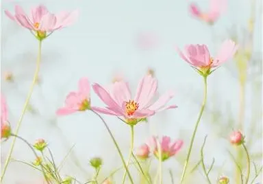 中考古诗词“地毯式”背诵攻略!七、八、九册考点全覆盖,背熟捡20分! 第53张