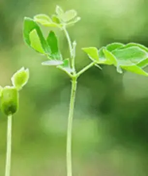 中考古诗词“地毯式”背诵攻略!七、八、九册考点全覆盖,背熟捡20分! 第68张