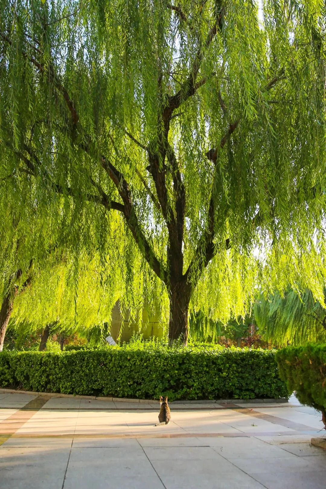 下一站,衡中 | 中考100天倒计时:愿向往,终成归属 第37张