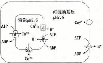 哈三中2026年高三学年第一次模拟考试生物试题 第1张