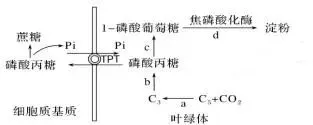 哈三中2026年高三学年第一次模拟考试生物试题 第9张