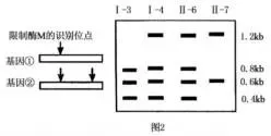 哈三中2026年高三学年第一次模拟考试生物试题 第13张