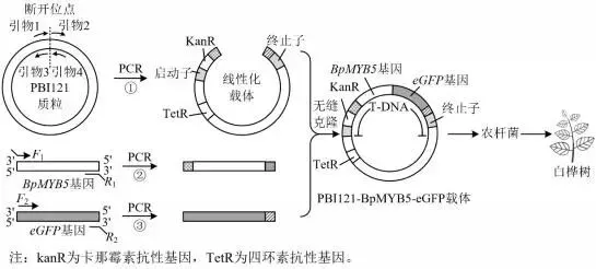 哈三中2026年高三学年第一次模拟考试生物试题 第15张
