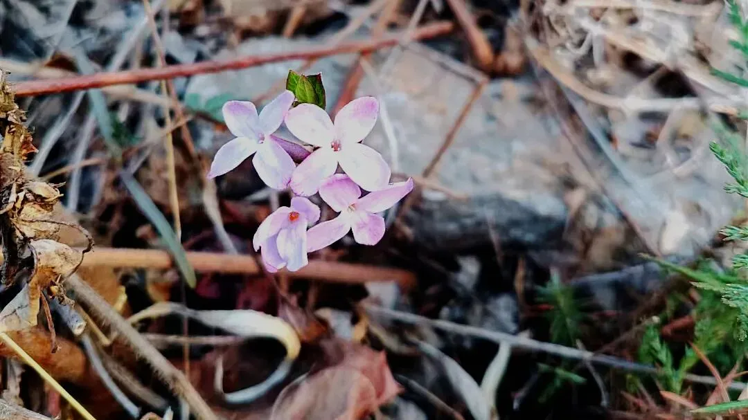 中考作文高分技巧| 初三生如何写出56分以上的一类卷作文? 第39张