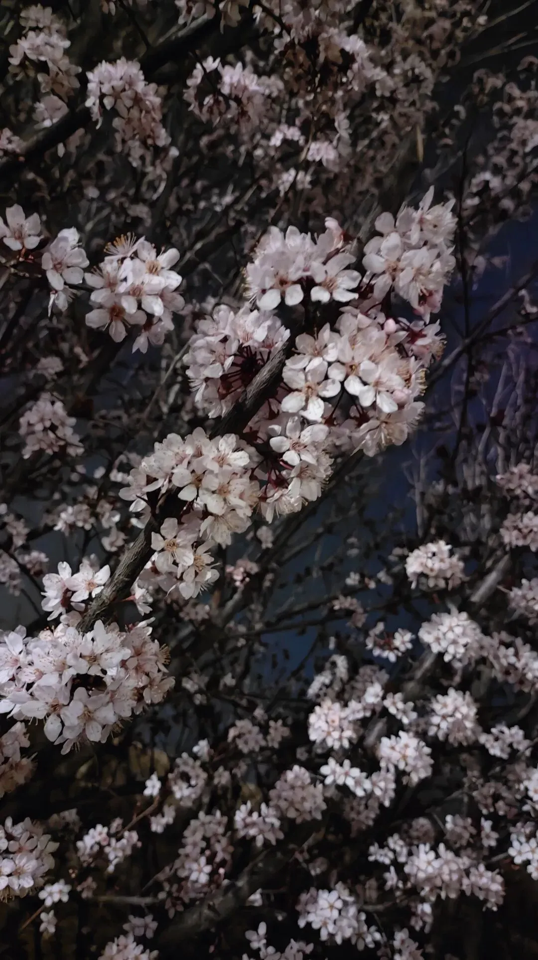 25-26洛平济许高三三测数学试卷 第10张