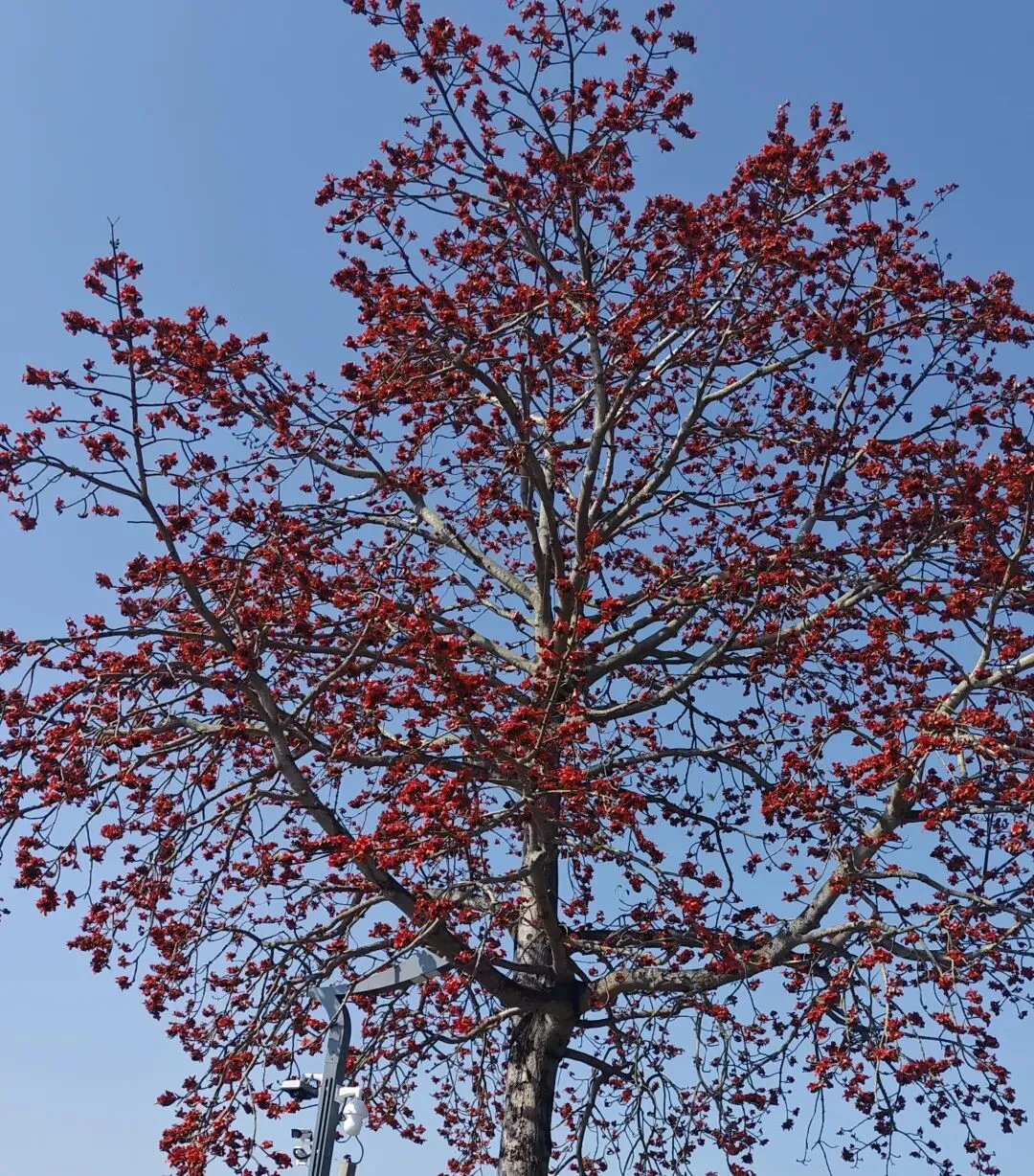 取消中考+学制缩至10年?两会代表这一提议,戳中千万家长心 第1张