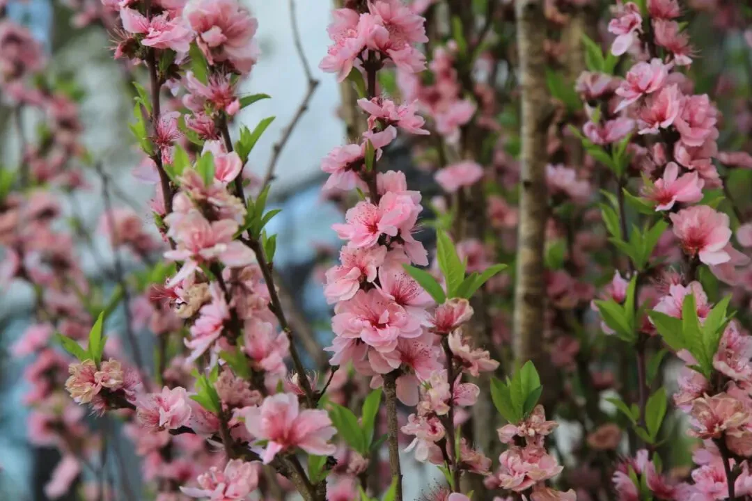 凝心聚力精研备考 笃行实干逐梦中考——南部县东辰学校初中部2026届备考研讨会圆满召开 第54张