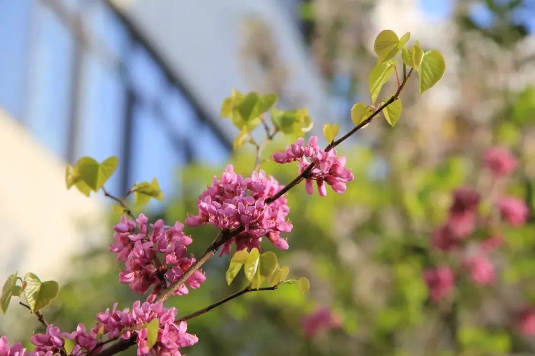 凝心聚力精研备考 笃行实干逐梦中考——南部县东辰学校初中部2026届备考研讨会圆满召开 第55张