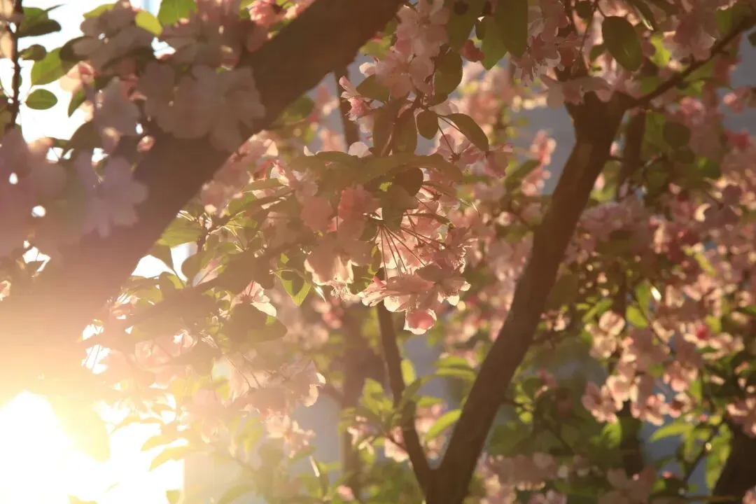 凝心聚力精研备考 笃行实干逐梦中考——南部县东辰学校初中部2026届备考研讨会圆满召开 第57张