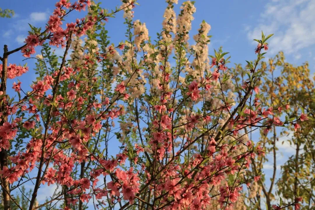 凝心聚力精研备考 笃行实干逐梦中考——南部县东辰学校初中部2026届备考研讨会圆满召开 第58张
