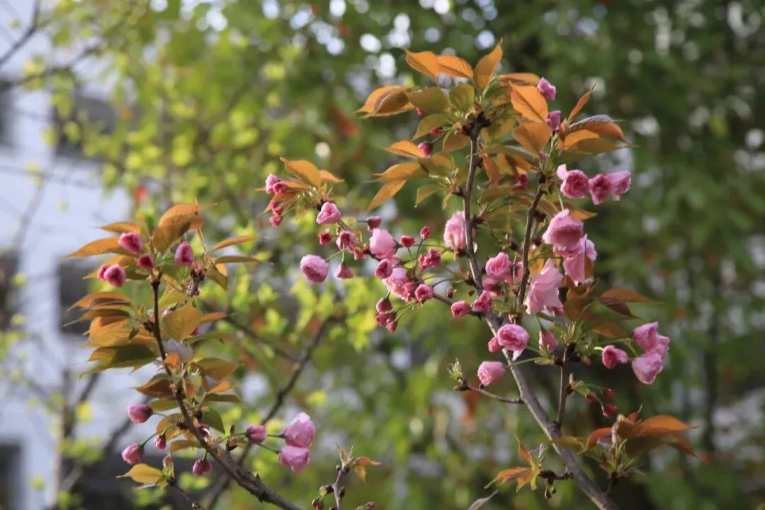 凝心聚力精研备考 笃行实干逐梦中考——南部县东辰学校初中部2026届备考研讨会圆满召开 第63张
