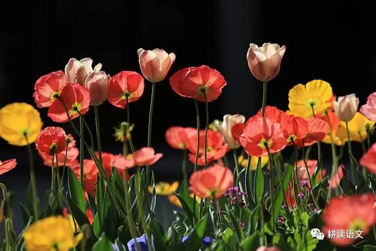 中考佳作:成长路上需要一点毅力 第2张