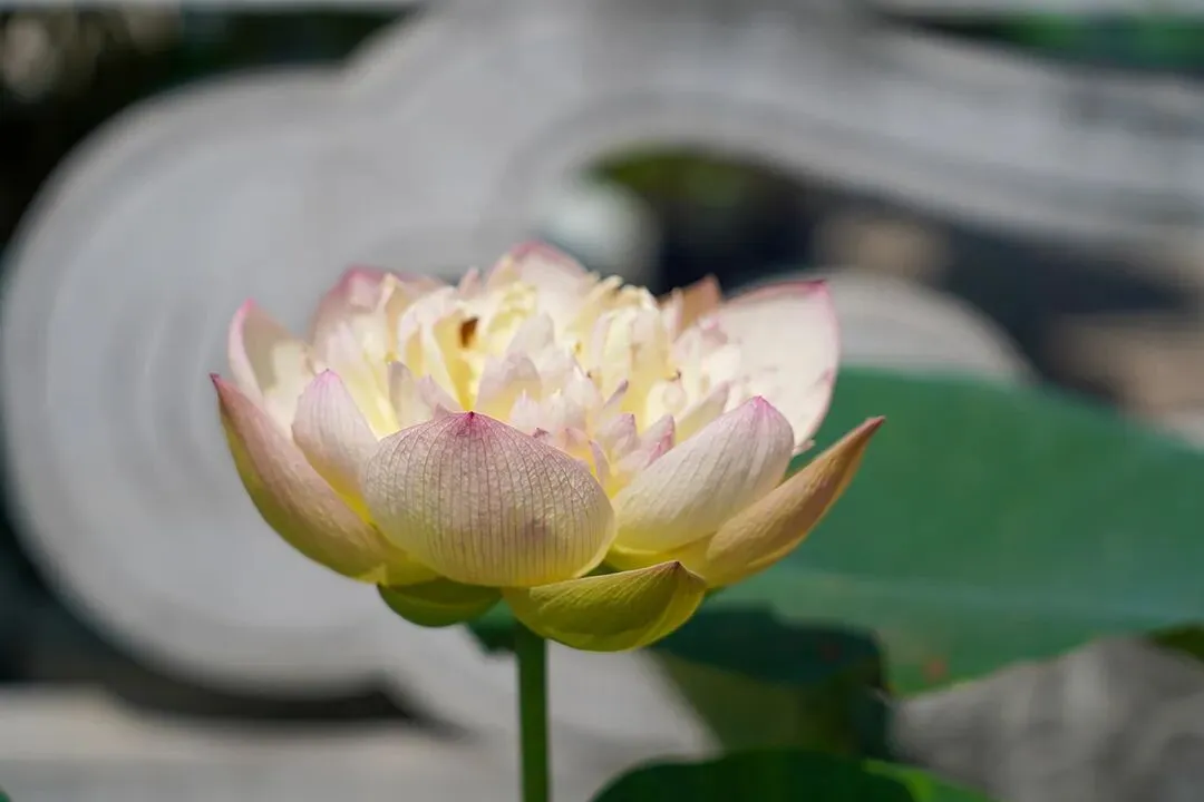 【高级】2025年秋季期末四大作文真题拆解 第3张 【高级】2025年秋季期末四大作文真题拆解 第3张