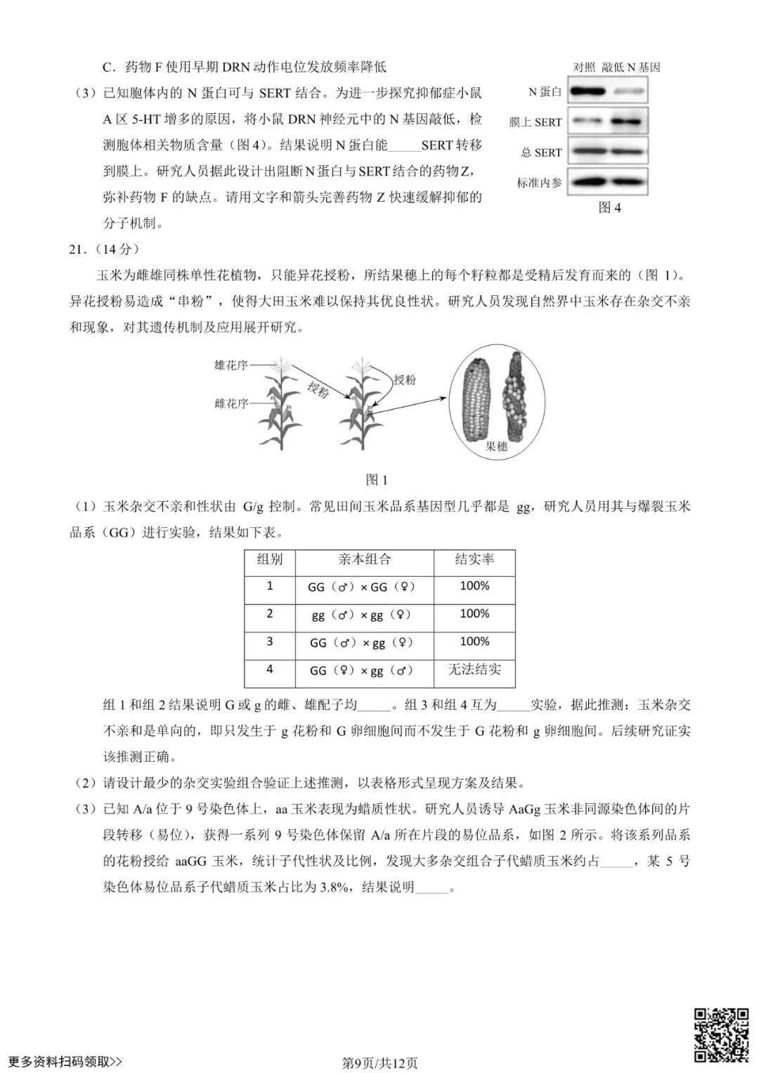 2025北京西城高三一模生物试卷(含答案) 第9张