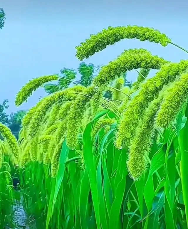 1/16奉贤区2025年高三一模英语试卷“01题——10题”解析 第4张