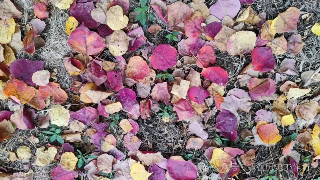 中考历史一轮复习听课&答题技巧攻略(干货版) 第1张