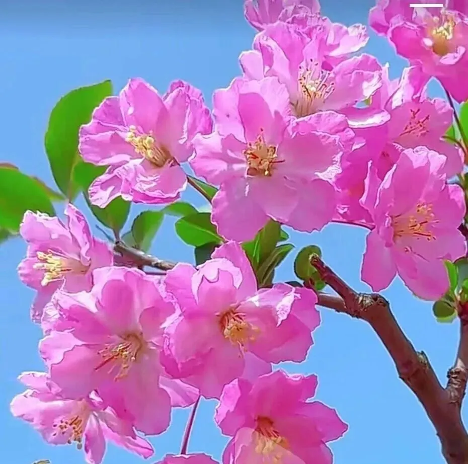 中考冲刺百日倒计时:教学及管理一体化攻坚方案 第1张