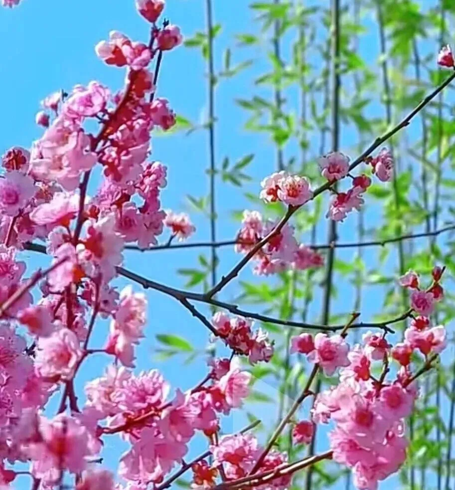 中考冲刺百日倒计时:教学及管理一体化攻坚方案 第3张