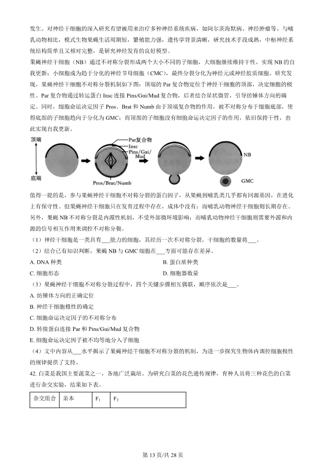 2024北京朝阳高一上册期末生物试卷(有答案)【可下载】 第13张