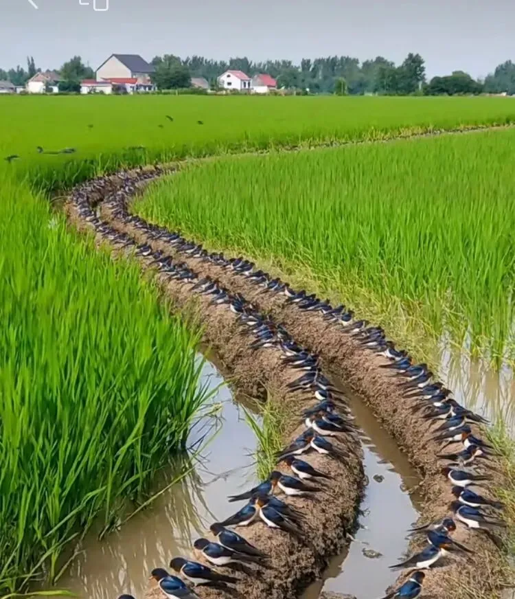 1/16奉贤区2025年高三一模英语试卷“11题——20题”解析 第2张