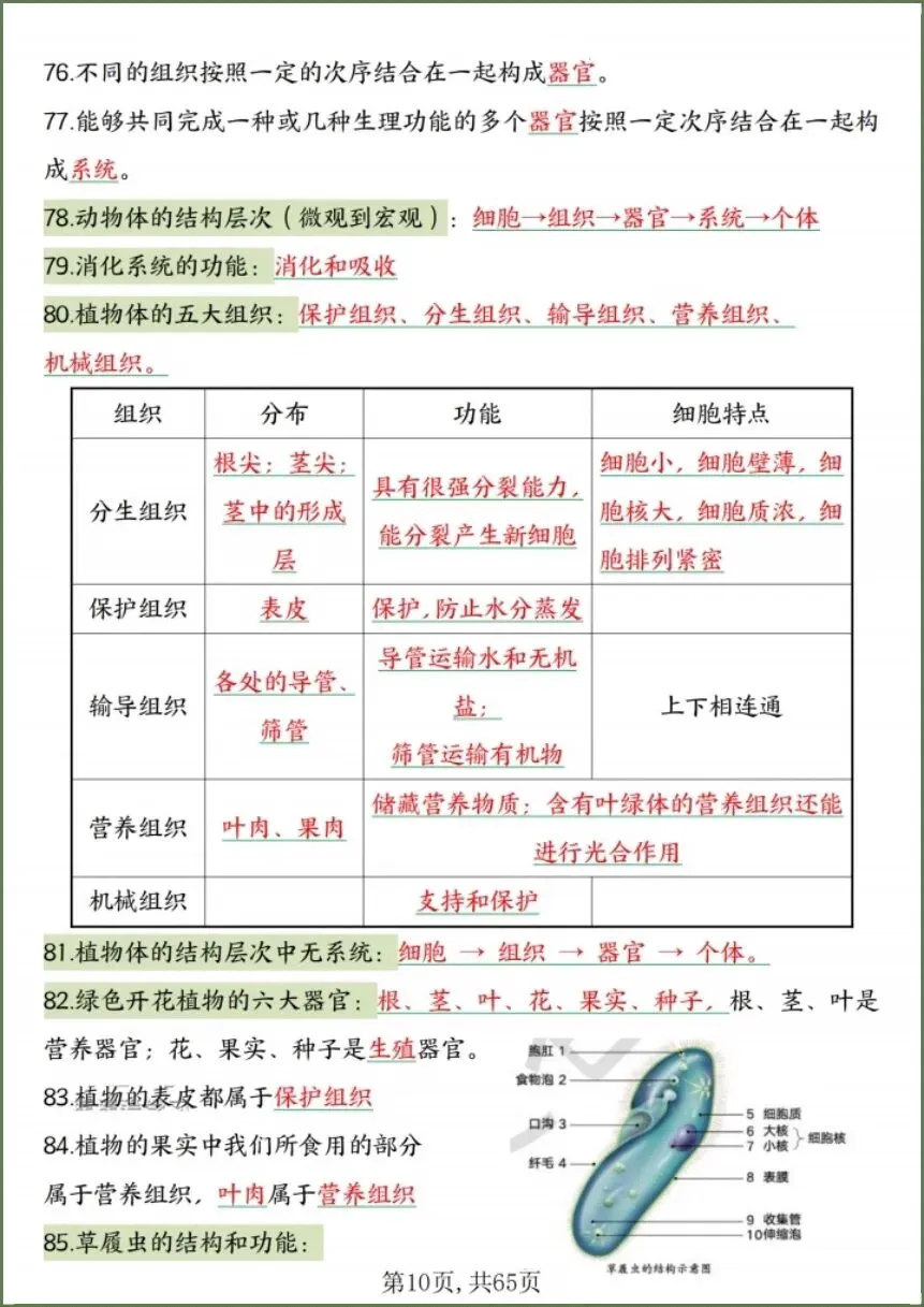 中考生物|2026春《生物会考》中考复习7-8年级高频知识点考点汇总(背诵+默写版)电子版可下载打印! 第12张