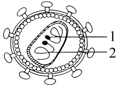 黑龙江省实验中学2026届下学期高三联合模拟考试生物试题(解析版) 第2张 黑龙江省实验中学2026届下学期高三联合模拟考试生物试题(解析版) 第2张