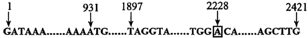 黑龙江省实验中学2026届下学期高三联合模拟考试生物试题(解析版) 第6张 黑龙江省实验中学2026届下学期高三联合模拟考试生物试题(解析版) 第6张